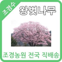 대한조경농원 왕벚나무 (1년생-5그루묶음)