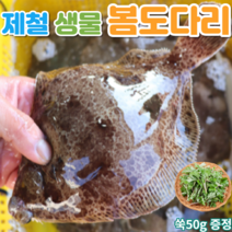 자연산 생물 봄도다리 쑥국 제철 활 도다리 1kg 2~4미, 1kg 손질후 800g 내외+쑥 50g