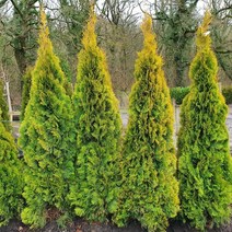 같이가치농원 측백나무 묘목 에메랄드골드 (키60cm전후)화분묘, 1개