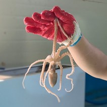 고흥 황토 산낙지 세발 뻘낙지 생 낚지, 활 낙지 5미 (400~500g)