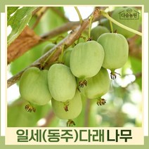 다래나무 묘목 일세(동주)다래 삽목2년생 포트묘 3개