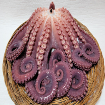 제일농수산 포항동해안 참문어자숙 3.5kg-4.5kg 제수용 피문어 이바지 답바지 대왕문어 명절선물, 4.5kg