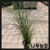 (나무농장) 억새 그린라이트 7치 화분