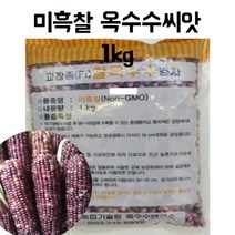 미흑찰옥수수 찰옥수수 씨 씨앗 종자 1kg 강원도찰옥수수