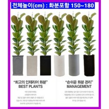 없음 [반값화분] MAIN-대형인도고무나무140 직접배송 축하화분 개업화분 거실화분 카페화분 인테리어화분 아레카야자극락조 알로카시아 파키라 고무나무, 낮은원통