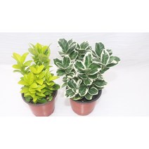 [골든플랜트] 사철2종세트 금사철 백사철 은사철 백사철키우기 사철나무키우기 인테리어 공기정화식물 노지월동 가습식물