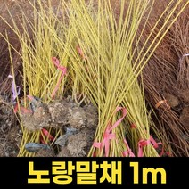 조팝나무 1주 1m 개화주 화분묘 봄꽃 장미조팝, 상세페이지 참조, 상세페이지 참조