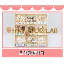 자연물조개관찰하기