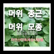 머위종근 100주 머위모종 머위씨앗재배, 1개