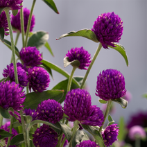 천일홍 핑퐁 (혼합 퍼플 라벤더 화이트)컬러선택(꽃씨앗 종자/ 10립)Gomphrena Ping Pong