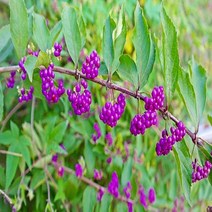 묘목/좀작살나무/H1.2(1.2m)(5주묶음) AB383, 1개