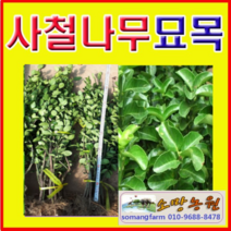 (EV)상록수 사철나무묘목(키 약1-1.3미터) 30그루