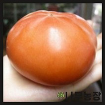 (나무농장) 감나무 태추단감 접목1년 묘목