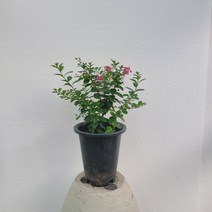 실내공기정화식물 목백일홍 야생화 중대품 25-40cm 119