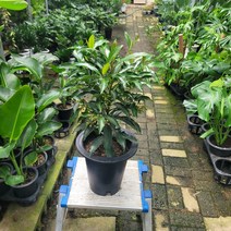 무배특가 반려식물 만냥금 중대품 50-70cm 155