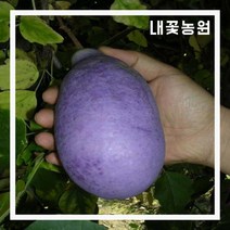 개량으름(대과종) 키 150cm 결실주(분)