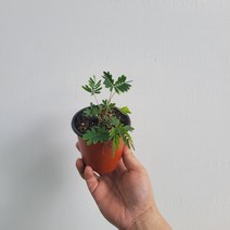 무배특가 플랜테리어 미모사 소품 식충식물 10-25cm 29