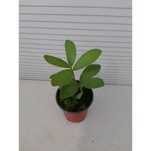 [박씨농원] 멕시코소철