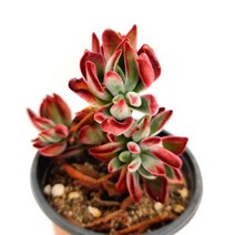 부용 키우기 물이 들면 예뻐지는 다육식물105랜덤, 단품