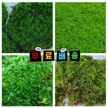 건조이끼 천연이끼 키우기 테라리움 만들기 천연 모스 공기정화식물 5종, 털깃털이끼, 이끼팩(18cm x 14cm x 4cm)