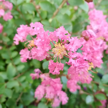 도희씨네 정원>> 핑크팝콘 배롱나무 목백일홍 220, 1개” class=”wr-img”></a></div>
</div>
</div>
</div>
<div class=