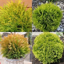 목하원예조경 측백나무 묘목 둥근측백 (미르얌) 포트묘