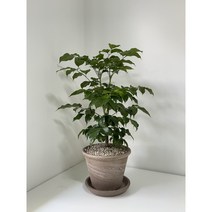 녹보수 (중) 개업화분 돈나무 화분, 이태리비안코(황토)