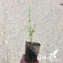 [나무인] 스카이로켓향나무 포트묘 5그루