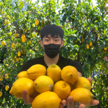 탐란다 항공 팬시 생 레몬 생과 카페 중대과 10과 20과 30과 70과, 105 ~ 120g(중대과), 10개
