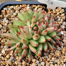 다육식물(곰마리아 철화) 10, 1개