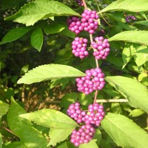 좀작살 키 100cm 5주 나무 D665