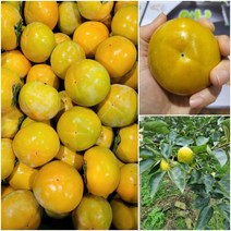 새벽경매 박가네 단감 태추 상서 특등품, 10kg, 중과