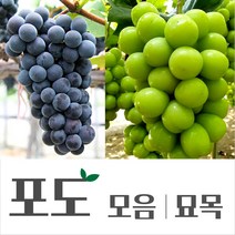 [경민농원]포도묘목 블랙사파이어 홍주시들레스 루비로망 묘목