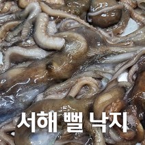 서해안에서 잡은 싱싱한 국내산 뻘낙지 1kg