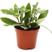 아침향기 천리향 향기나는 꽃 화분