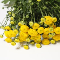 옐로우캡 소국노랑(미니퐁퐁소국) 생화택배 (고속터미널꽃시장) 꽃예꽃, 비슷한 느낌의 꽃으로 변경(다른꽃or다른색), 월요일 구매시 (수~목요일 도착)
