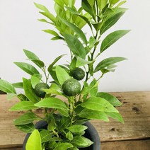 청년농부 한라봉 나무 한라봉키우기 과일나무 열매식물, 中