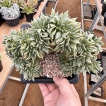 [해와달다육] 마리아금 철화 다육이, 1개