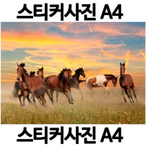 A087-6/스티커사진 A4 말사진 방수라벨지 실사코팅 핸드폰사진인화 프린트할수있는곳 사진인쇄 사진출력 인쇄출력, 다른사진은메지시및문자와이메일요