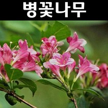 병꽃 나무 묘목 키1m(분) 5개/정원/공원/조경수