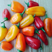 미니파프리카 500g, 1개