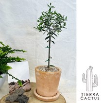 수형이 예쁜 동그리 볼올리브 나무 - 화분 3type, 베이지빈티지직선토분(받침포함)