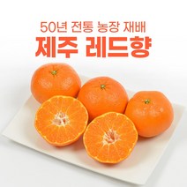 제주 레드향 5kg 3kg 1kg 후숙 제철 가정용 선물세트, 레드향 선물용 중과 5kg