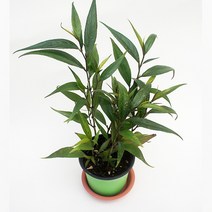 그린플랜트 공기정화식물 목나팔 페츄니아 1+1