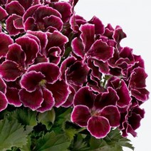 [어린모종]제라늄(영양계-리갈) : 8cm분, 아리스토 블랙뷰티, 1개