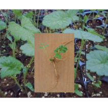 (성실L)어수리모종 (뿌리모종) 20개