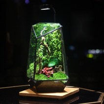 DIY 가드닝 나혼자산다 코쿤 비바리움 이끼 반려식물 테라리움, 01.열대우림 생태상품 배송(램프 미포함)