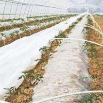 FRP활대 텃밭 하우스 자재 30개 2M 강선 터널 농사용, 솔리드 8mm 두께 3.5m 길이 20개