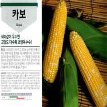 (씨앗) 옥수수씨앗 4종 (찰옥수수 3종 + 초당옥수수) 중 1가지 - 가정재배용 텃밭용의 소포장 - 100립, 카보(초당)옥수수