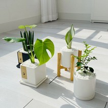 cocooning 키우기 쉬운 실내 초보자 공기 정화 청정 식물, 원형화이트, 스킨답서스